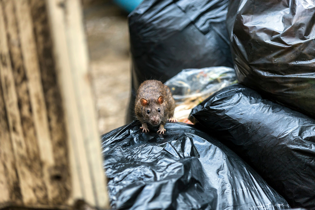 Lantra Level 2 Award in Rodent Management – Be Ready for 2026